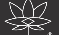 Liquidambar